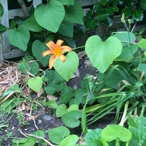 Meet your Posher, Talia